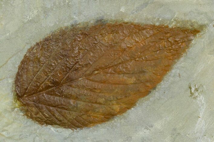 Fossil Hackberry (Celtis) Leaf - Montana #120796